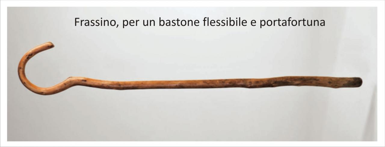 Bastone di Frassino porta fortuna