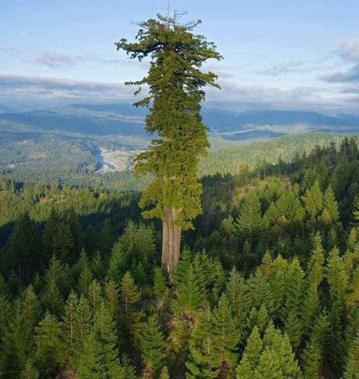 Legno: albero più grande del mondo
